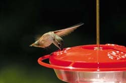 Ruby-throated Hummingbird