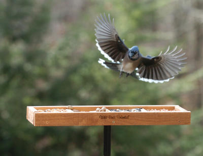 Fundamental Buffet Tray Feeder
